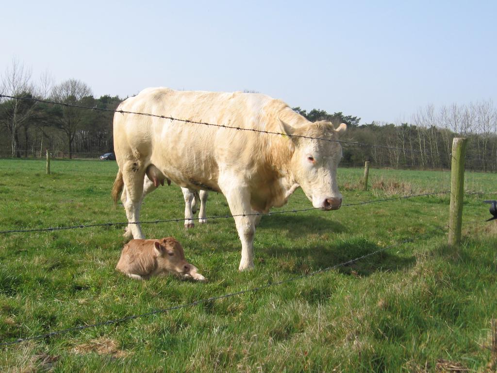 De Zandkant Biezenmortel Luaran gambar